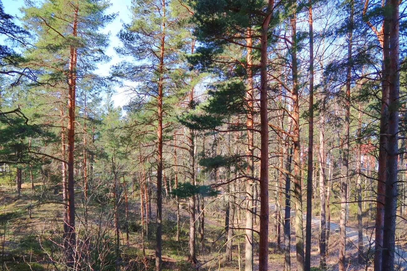 kohdekuva
